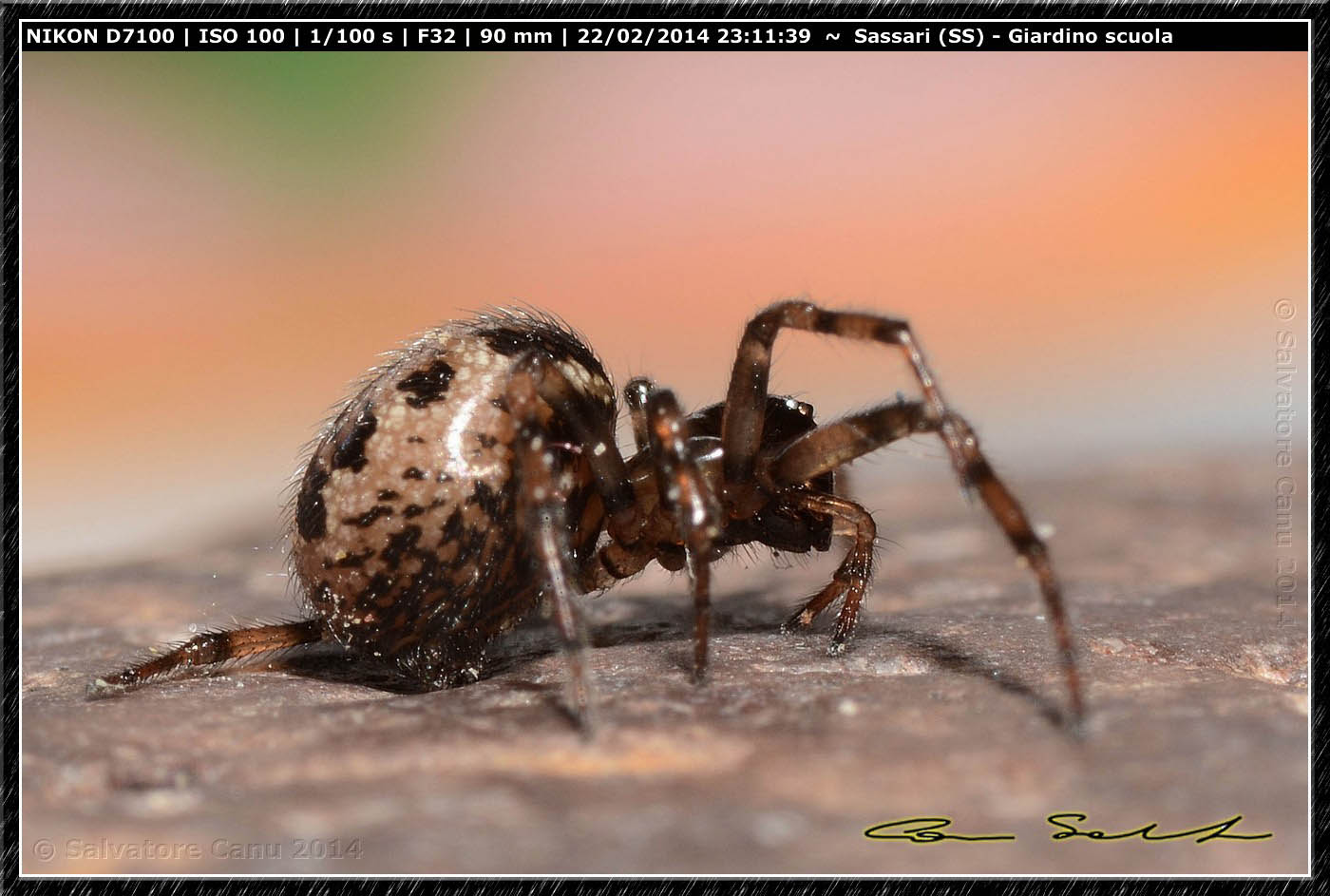 Steatoda grossa e Enoplognatha mandibularis - Sassari